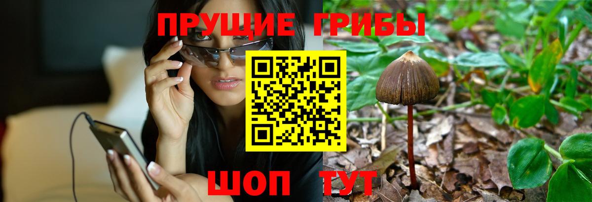 Анжеро-Судженск  купить наркотик  Вход с VPN  Псилоцибиновые грибы MAGIC MUSHROOMS 